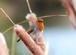 В природном парке Сириуса изучают миграционных птиц 