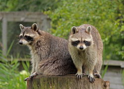 Разбойники еноты