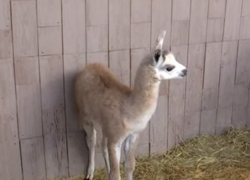 Редкие животные получили потомство