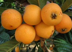 Что приготовить из поспевшей в Сочи мушмулы