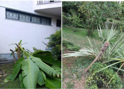 Самшит вырезали, пальмы сломали: вандалы изуродовали сад русско-японской дружбы в Сочи