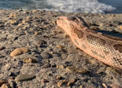Трехметровую змею запечатлели на пляже в Сочи