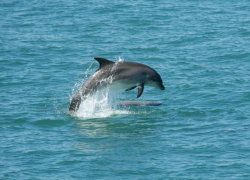Более 100 дельфинов погибли за неделю в Черном море у берегов Краснодарского края и Сириуса
