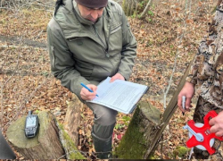 36 каштанов благородных вырубили в Сочинском нацпарке