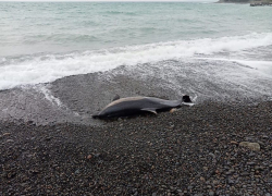 Гибнут дельфины