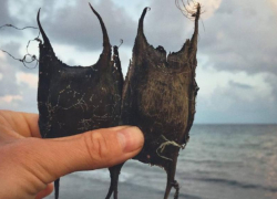 Сочинский нацпарк рассказал, что такое «кошелек русалки»