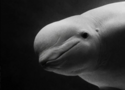  В Москвариуме умерла белуха, привезенная больной из Сочи