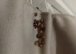 Нашествие арлекинов началось в Сочи