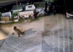 Бегающего по СНТ в Сочи медведя запечатлели на видео