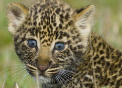 Детенышам леопардов дали имена в честь рек Сочи