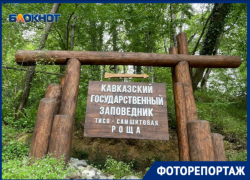 Почему Тисо-самшитовая роща входит в топ-10 мест для посещения Сочи