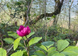 Доброе утро, Сочи 