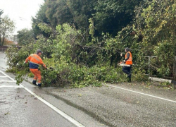 Из-за непогоды на федеральную трассу Джубга — Сочи упало дерево