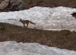 Шуструю лису встретили туристы в горах Сочи