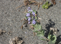 Приезжайте в Сочи, дорогие гости, тут ядовитые растения прямо на официально открытых пляжах!