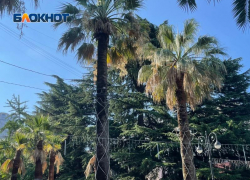«В Сочи выдано разрешение на снос 1400 пальм»: депутат пожаловался министру на уход за субтропическими растениями