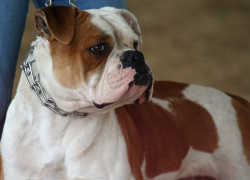 "Живодер" пойдет под суд