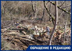 Вековые деревья вырубили на территории Сочинского национального парка