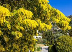 В Сочи мимоза зацвела раньше срока