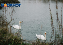 Эксперты оценят, как строительство футбольного центра в орнитологическом парке скажется на природе Сочи