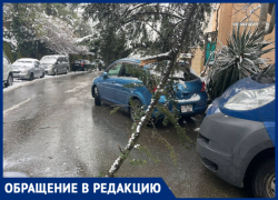 «Не выдержало вес выпавшего снега»: жительница Адлера пожаловалась на аварийное дерево 