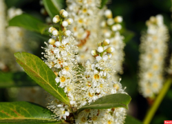 В Дендрарии зацвела лавровишня