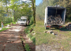 «Уничтожен единственный столетний дуб»: в нацпарке Сочи вырубают вековые деревья на дрова 