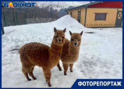 В Сочи находится самый большой парк альпак в России