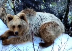 Медведя-шатуна заметили в горах Сочи