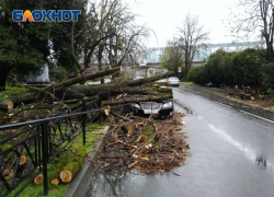 Ураган в Сочи повалил десятки деревьев