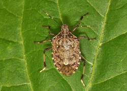 Мал клоп да...