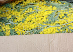 Абхазская мимоза приехала в Россию