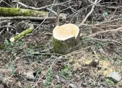 «Они угрожали проезду»: 85 ценных  деревьев вырубил житель Сочи