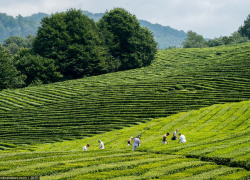 Вместо чая сорняки и строения