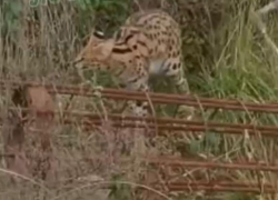 Африканский хищник третьи сутки пугает жителей Сочи 