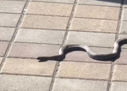 Ползущую змею заметили на набережной в Сочи