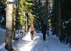 Сочинский нацпарк проведет мероприятия, чтобы отговорить горожан от живых елок к Новому году