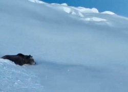Очевидцы сняли на видео медведя в горах Сочи