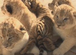 Тигрица из зоопарка Сочи отказалась от своего новорожденного детеныша