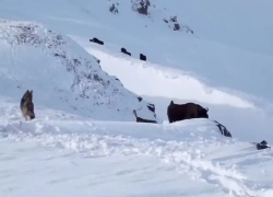 Молодые волки попытались напасть на зубренка в Кавказском заповеднике