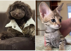 Щенок за 1 миллион рублей и котёнок за 450 тысяч: самые дорогие животные, которых продают в Сочи