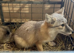  Биологи Сочи показали, что стало с щенком лисы, спасённой в сафари-парке