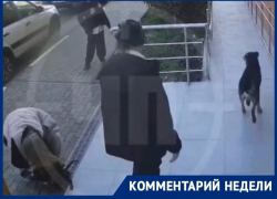 В приют поместили собаку, напавшую на девочку в Сочи