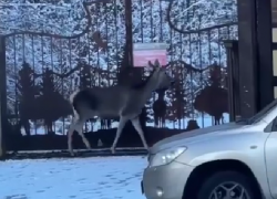Лань не могла выбраться из построек в горах Сочи