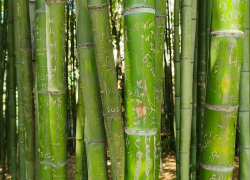 «Здесь был Петя»: как туристы вредят бамбуку в Сочи