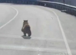 Россия как в стереотипах: в Сочи храбрые медвежата гуляют по дорогам и турбазам