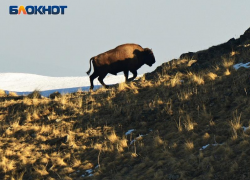 Угроза природе Сочи: депутаты рассматривают закон, разрешающий строительство в особо охраняемой зоне