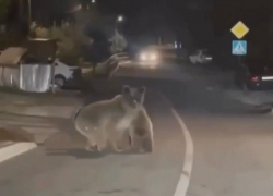 Медведицу с двумя детьми встретили автомобилисты на трассе в Сочи