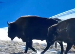 Стадо зубров в горах Сочи попало на видео
