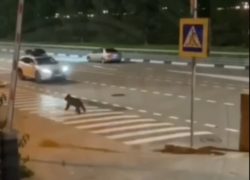 Медвежонок разгуливал по центру поселка Красная Поляна в Сочи